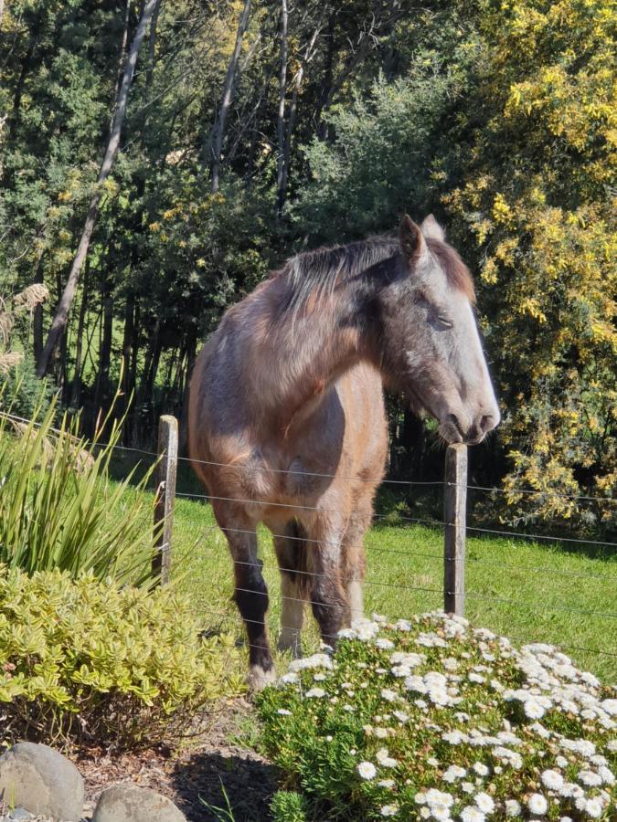 Blue Bell Cottage. Serene Luxury Farmstead Lower Moutere Buitenkant foto